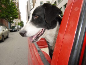 Preparing for a Move with Pets